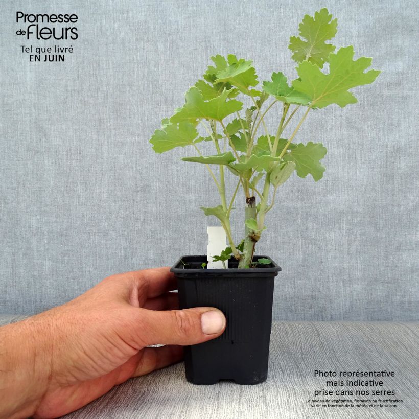 Ejemplar de Macleaya cordata - Bocconie cordée Godet de 8/9cm entregado en verano