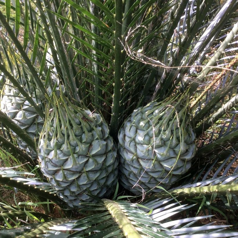 Macrozamia communis (Floración)