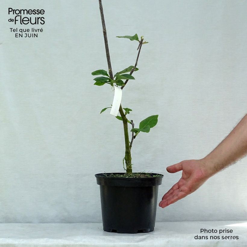 Ejemplar de Magnolia Black Tulip Pot de 4L/5L entregado en verano