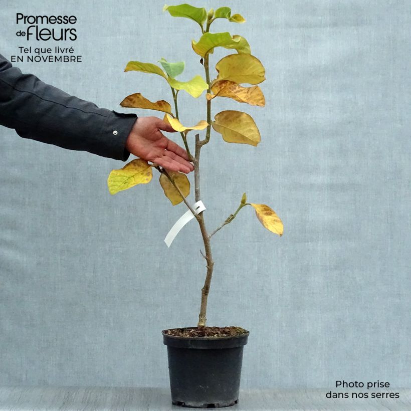 Ejemplar de Magnolia Burgundy Star Maceta 4L/5L entregado en otoño