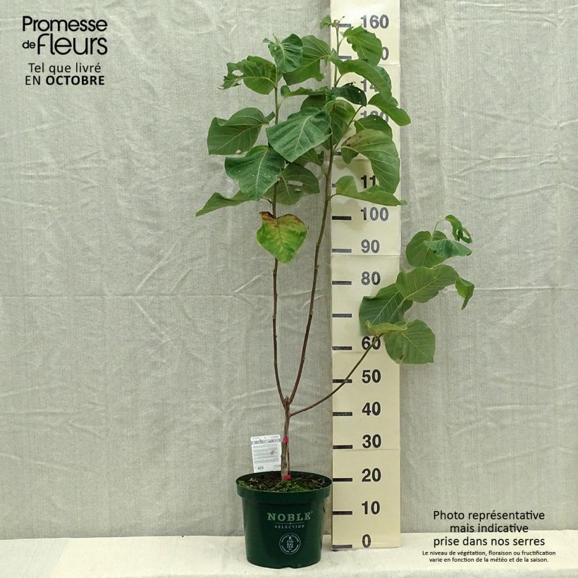Ejemplar de Magnolia acuminata Daphne Maceta 4L/5L entregado en otoño