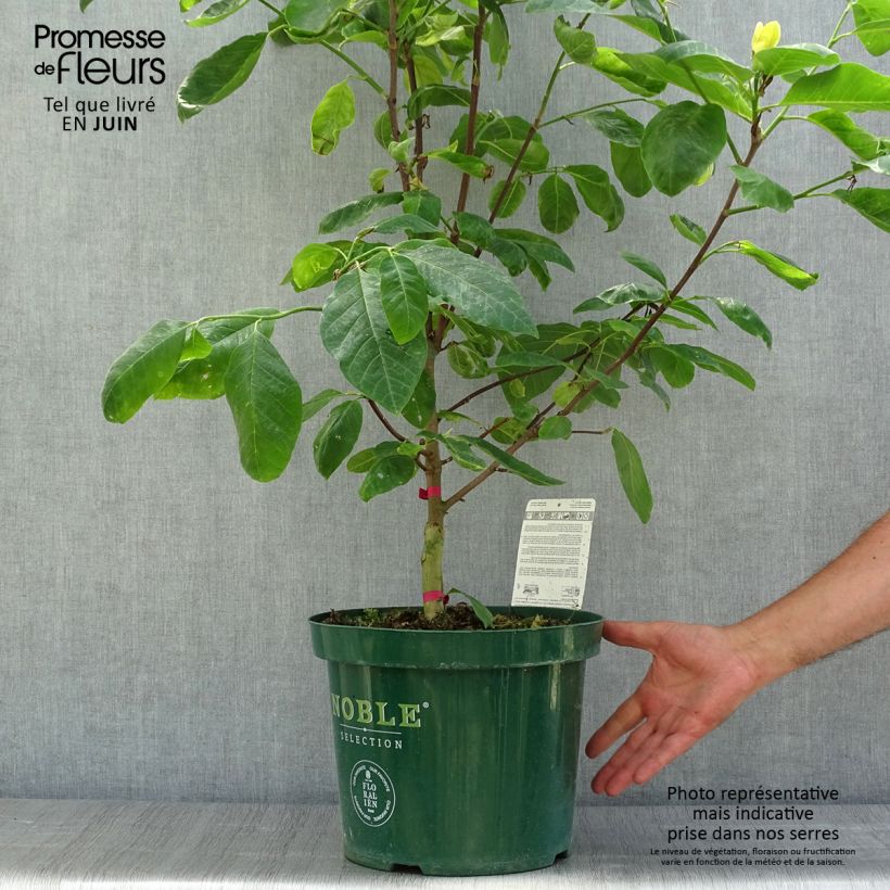 Ejemplar de Magnolia acuminata Daphne Maceta 4L/5LAltura de entrega aprox. 50/60cm entregado en verano
