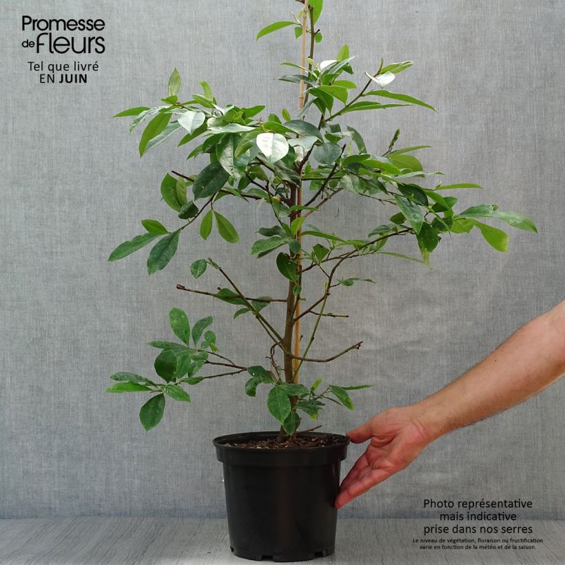 Ejemplar de Magnolia Fairy Blush - Michelia hybride Pot de 4L/5LHauteur livrée env. 100/110cm entregado en verano