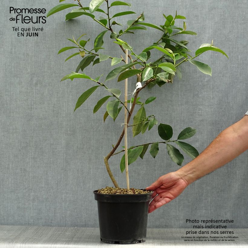 Ejemplar de Magnolia doltsopa Fairy White Maceta 4L/5LAltura de entrega aprox. 60/80cm entregado en verano