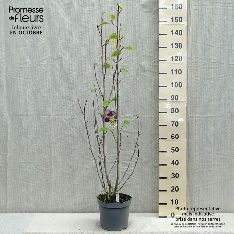 Ejemplar de Magnolia Genie Maceta 4L/5L entregado en otoño