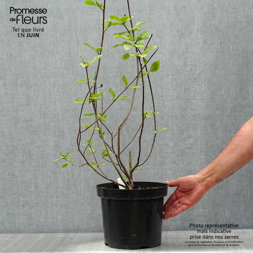 Magnolia Genie Pot de 4L/5L Ejemplar entregado en la primavera