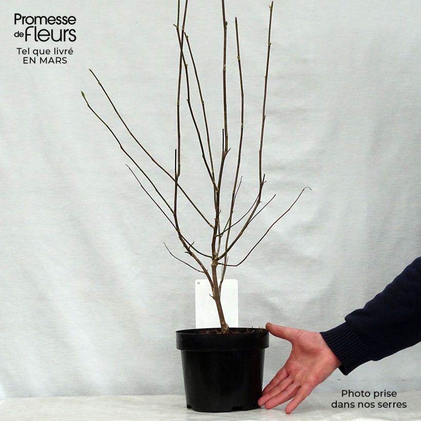 Magnolia George Henry Kern en pot de 3.5L Ejemplar entregado en la primavera