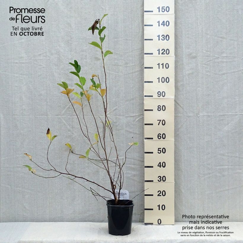 Ejemplar de Magnolia George Henry Kern Maceta 3L/4L entregado en otoño