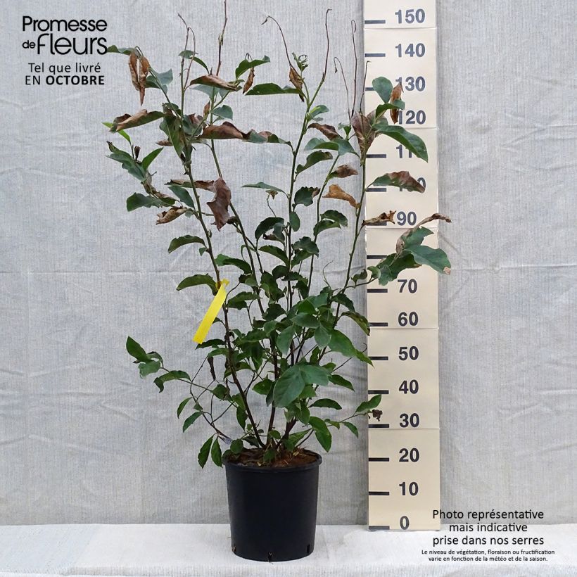 Ejemplar de Magnolia George Henry Kern Maceta 12L/15L entregado en otoño
