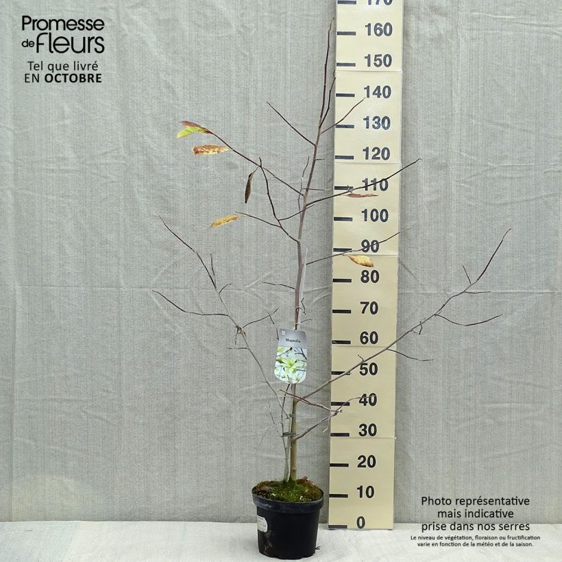 Ejemplar de Magnolia Gold Star Maceta 4L/5L entregado en otoño