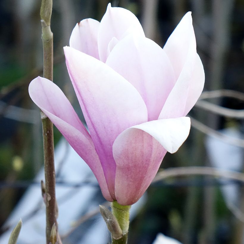 Magnolia Heaven Scent (Floración)