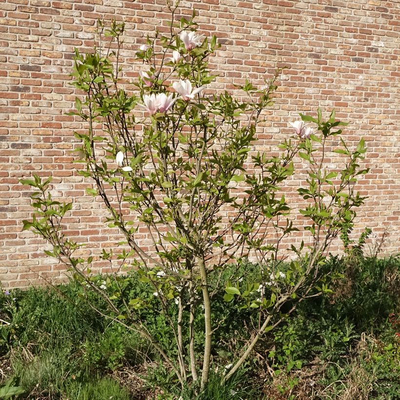 Magnolia Heaven Scent (Porte)