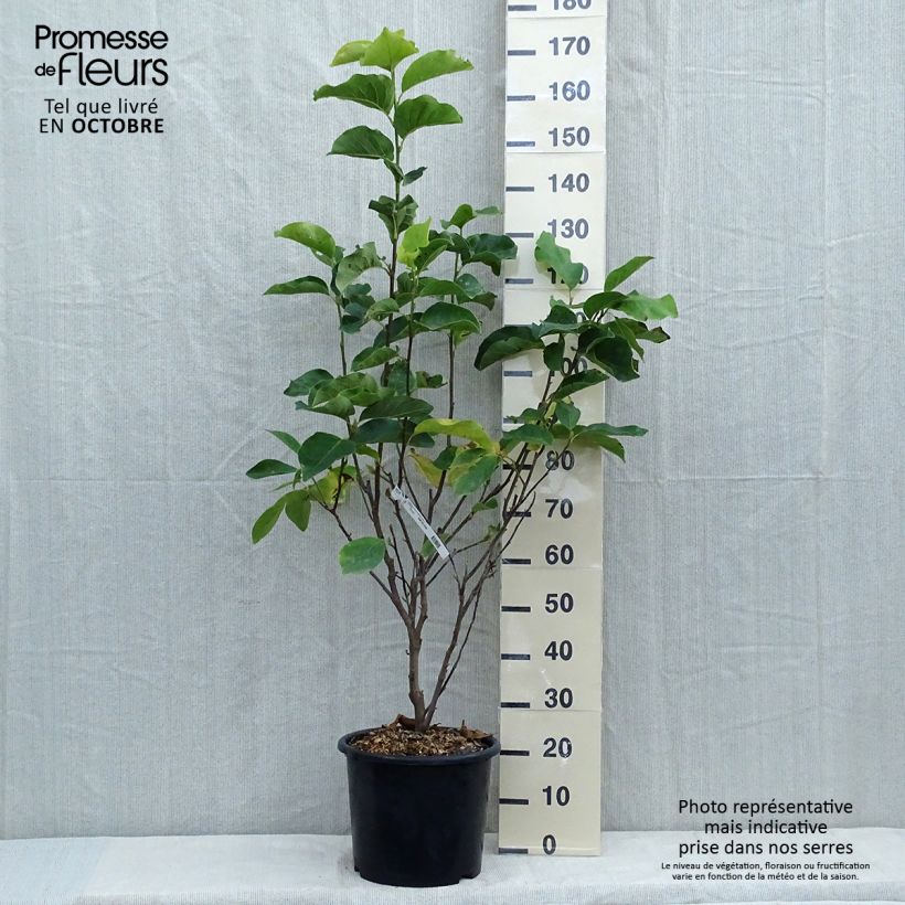 Ejemplar de Magnolia soulangeana Andre Leroy Maceta 7,5L/10L entregado en otoño