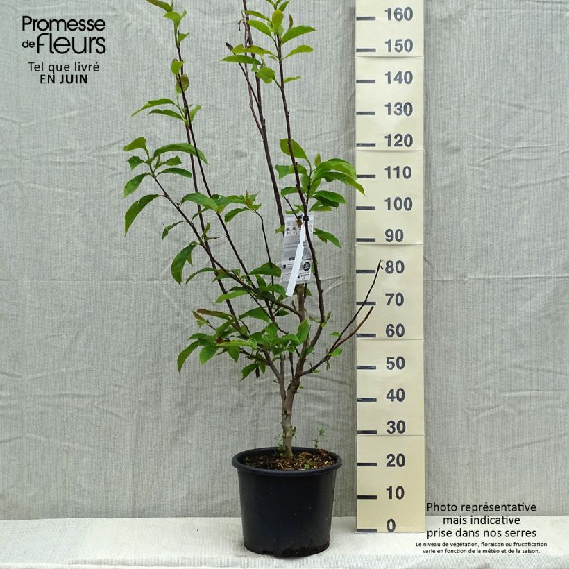 Magnolia soulangeana Andre Leroy Maceta 7,5L/10L Ejemplar entregado en la primavera