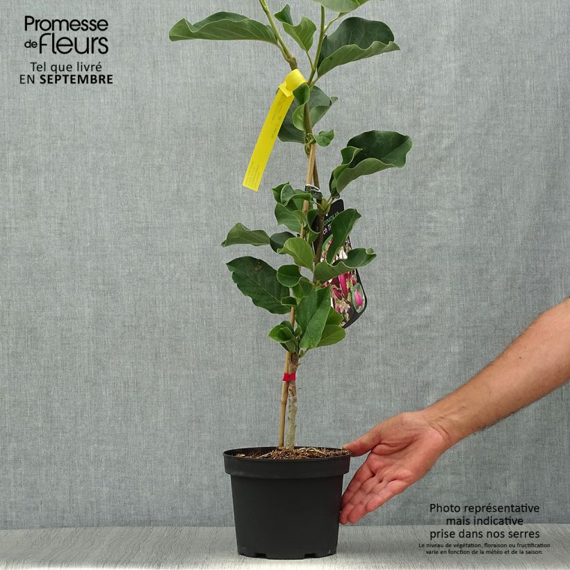 Ejemplar de Magnolia March Till Frost Maceta 2L/3L entregado en otoño