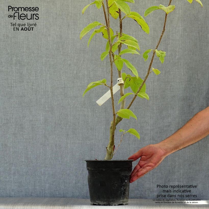 Ejemplar de Magnolia Star Wars - Magnolia campbellii (x) liliiflora le pot de 4,5L entregado en verano