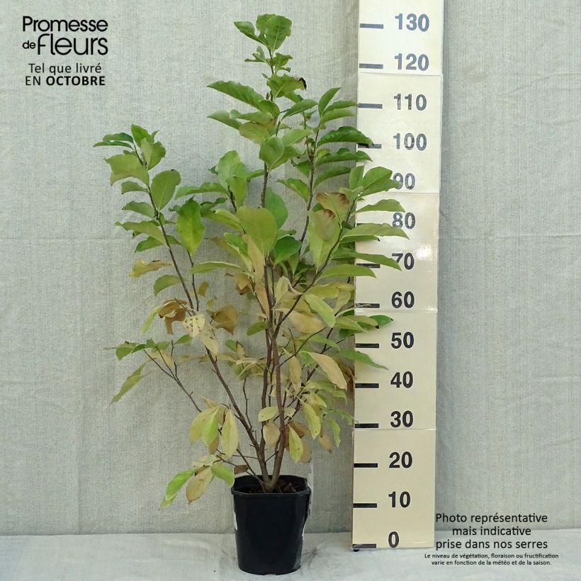 Ejemplar de Magnolia Susan Maceta 3L/4L entregado en otoño