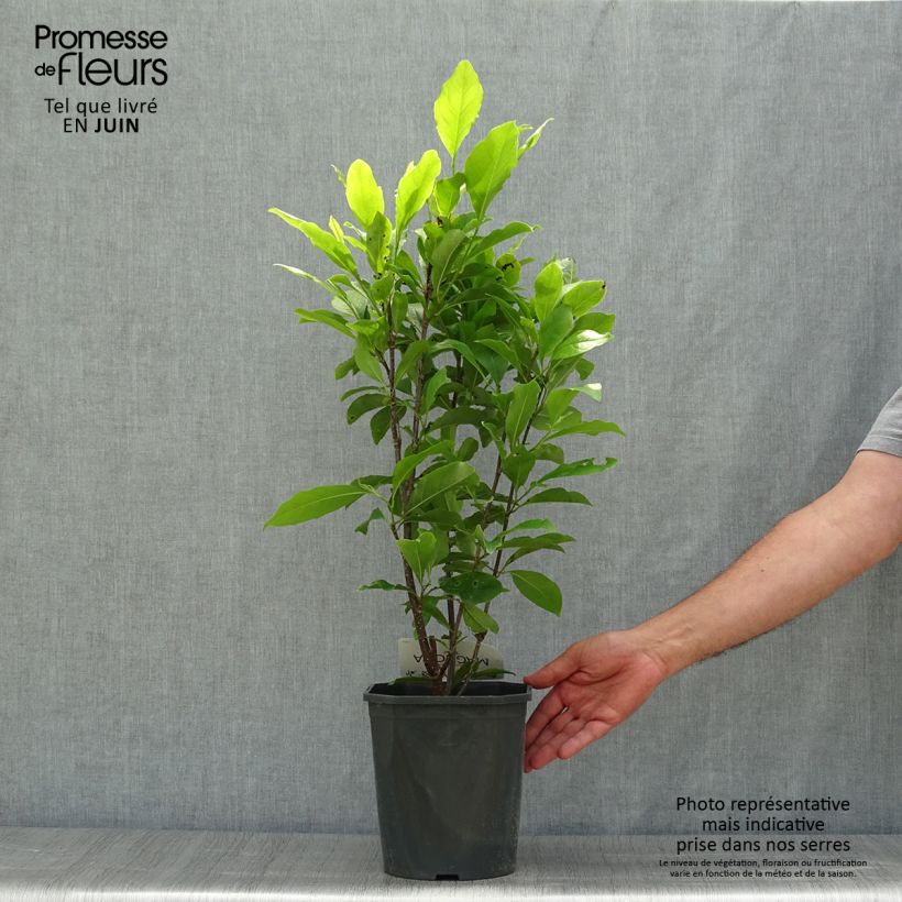 Ejemplar de Magnolia Susan Pot de 3L/4L entregado en verano