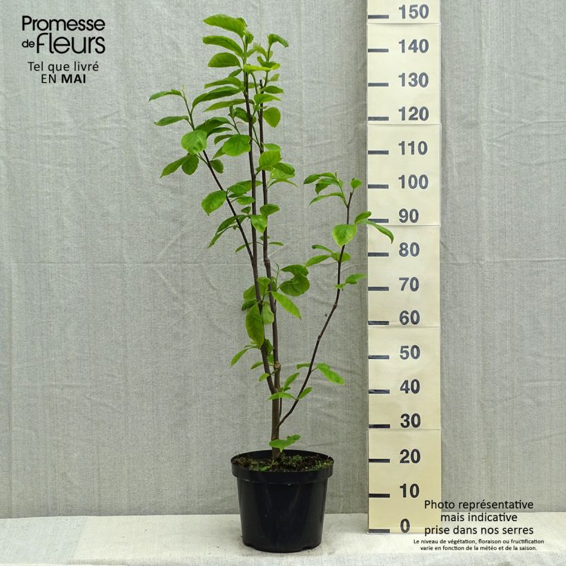 Magnolia Yellow Lantern Pot de 7,5L/10L Ejemplar entregado en la primavera