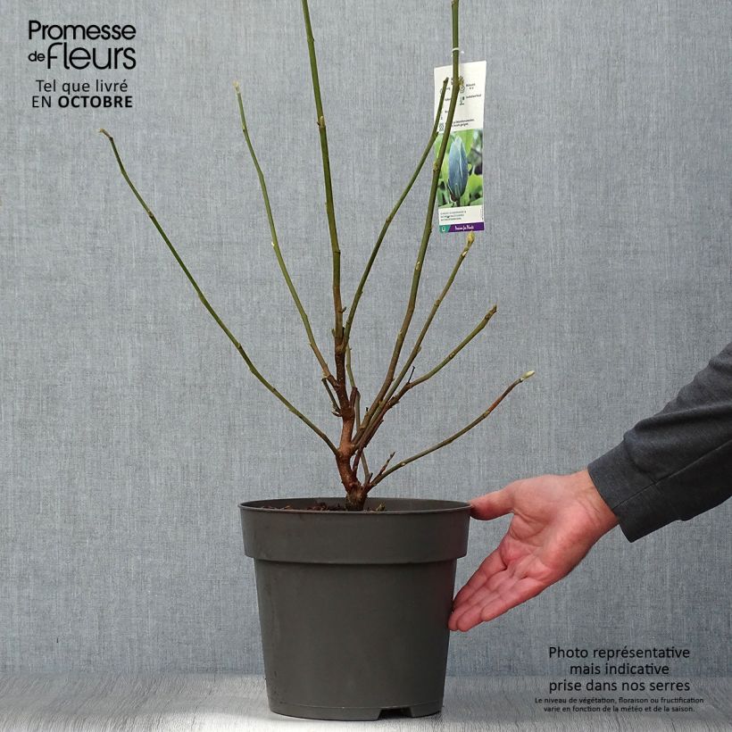 Ejemplar de Magnolia acuminata Blue Baby Maceta 6L/7L entregado en otoño
