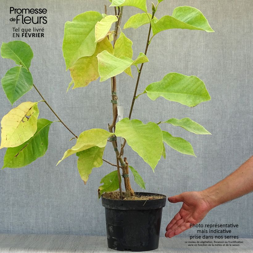 Ejemplar de Magnolia brooklynensis Eva Maria Maceta 4L/5L entregado en otoño