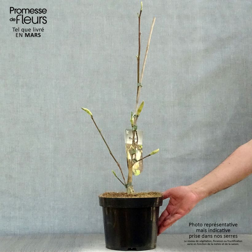 Magnolia brooklynensis Eva Maria Maceta 4L/5L Ejemplar entregado en la primavera