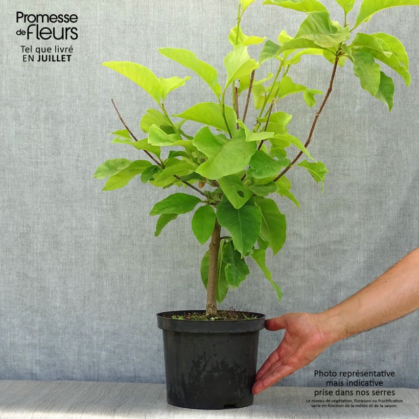 Ejemplar de Magnolia brooklynensis Yellow Bird Maceta 3L/4L entregado en verano