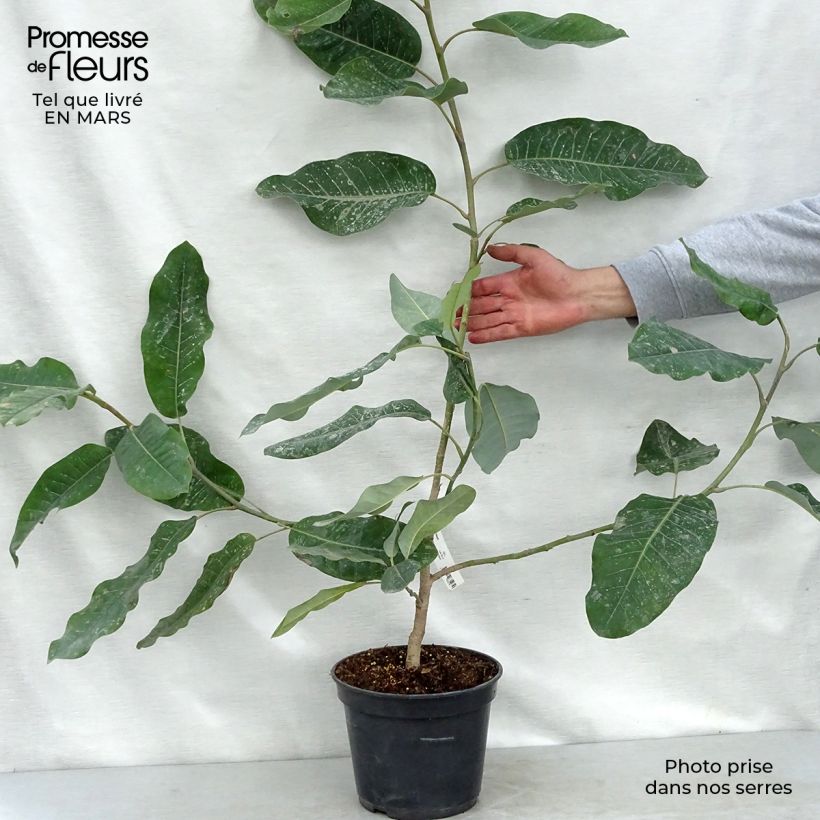 Magnolia delavayi de Delavay Maceta 3L/4LAltura de entrega aprox. 60/80cm Ejemplar entregado en la primavera