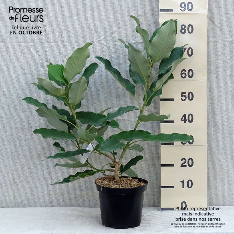 Ejemplar de Magnolia delavayi de Delavay Maceta 3L/4L entregado en otoño