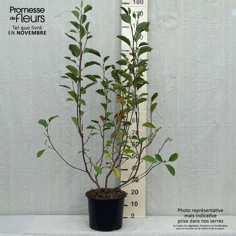 Ejemplar de Magnolia denudata Festirose - Yulan Maceta 7,5L/10L entregado en otoño