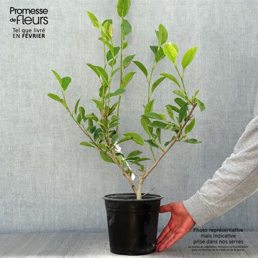 Ejemplar de Magnolia denudata Festirose - Yulan Maceta 4L/5L entregado en otoño