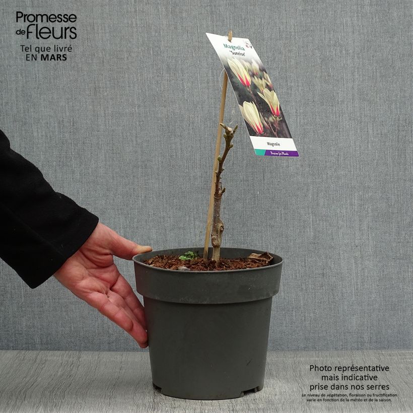 Magnolia denudata Sunrise - Yulan Maceta 3L/4LAltura de entrega aprox. 20/25cm Ejemplar entregado en la primavera
