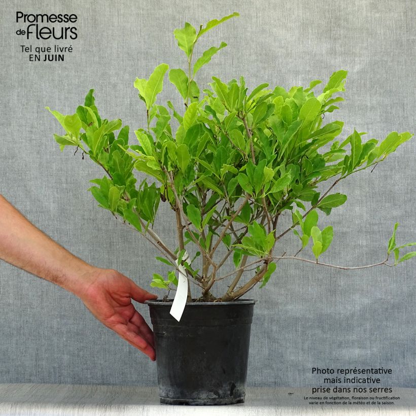 Ejemplar de Magnolia stellata Waterlily - Magnolia estrellada Maceta 4L/5L entregado en verano