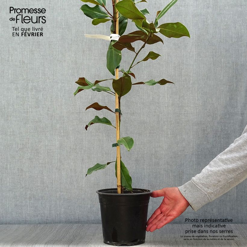 Ejemplar de Magnolia grandiflora Bracken's Brown Beauty Maceta 4L/5L entregado en otoño
