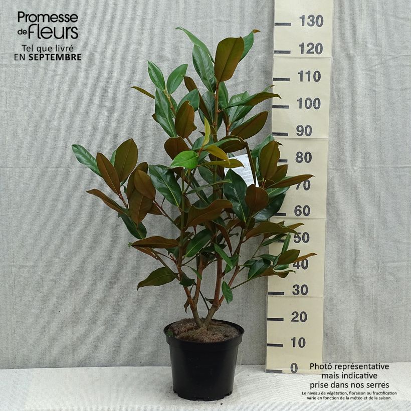 Ejemplar de Magnolia grandiflora Galissonière en pot de 10L entregado en verano