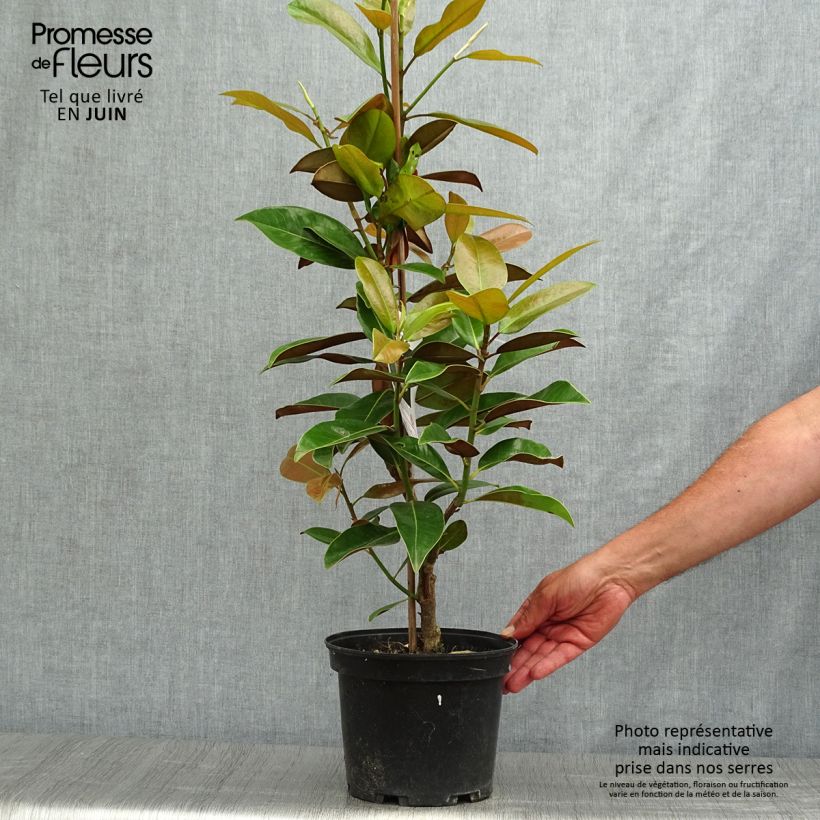 Ejemplar de Magnolia grandiflora Galissonière en pot de 4L/5L entregado en verano