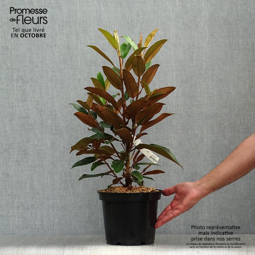 Ejemplar de Magnolia grandiflora Little Gem Maceta 3L/4L entregado en otoño