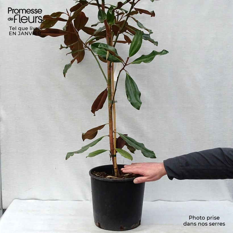 Magnolia grandiflora Purpan Maceta 7,5L/10L Ejemplar entregado en invierno