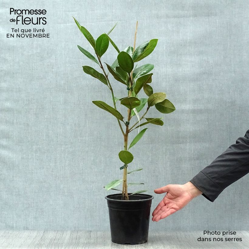 Ejemplar de Magnolia grandiflora Treyve Maceta 4L/5L entregado en otoño