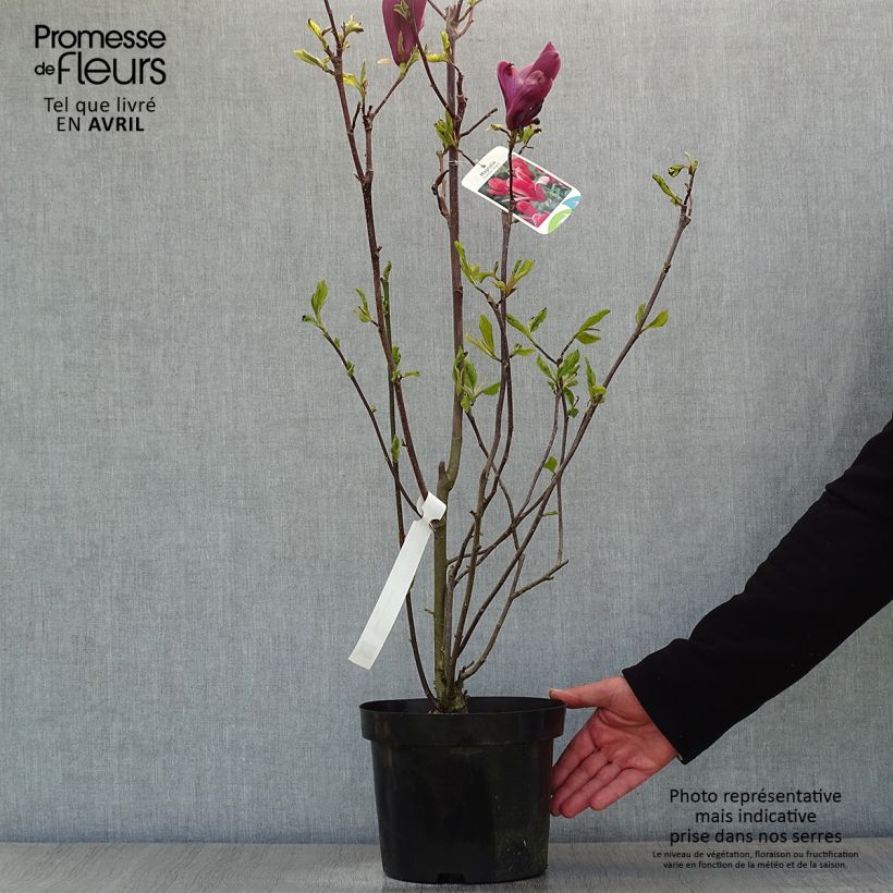 Magnolia liliflora Nigra en pot de 3L/4L Ejemplar entregado en la primavera
