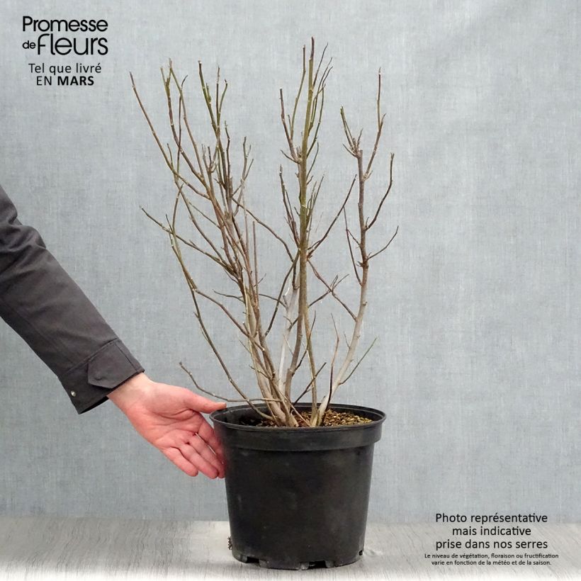 Magnolia liliflora Nigra en pot de 7,5L Ejemplar entregado en la primavera