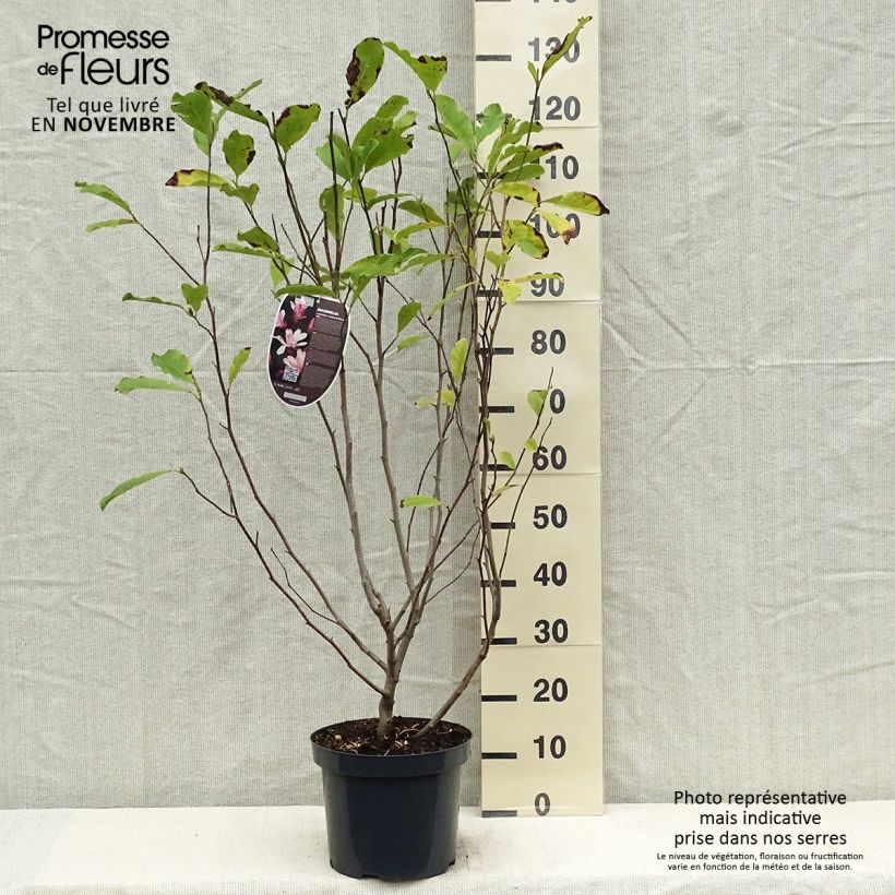 Ejemplar de Magnolia loebneri Leonard Messel Maceta 6L/7L entregado en otoño