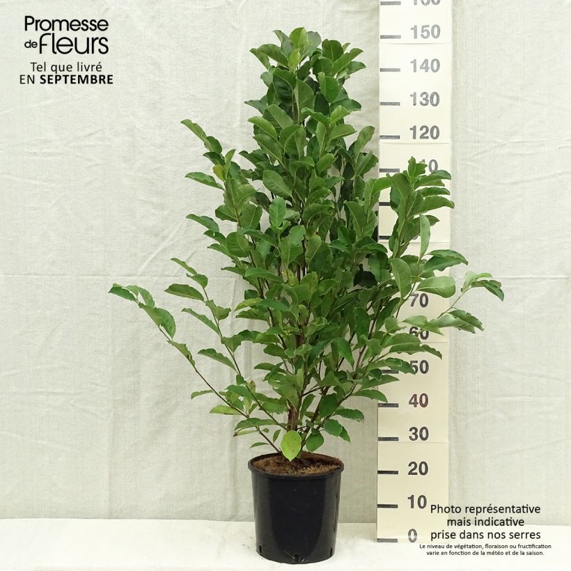 Ejemplar de Magnolia loebneri Merrill Maceta 7,5L/10L entregado en otoño
