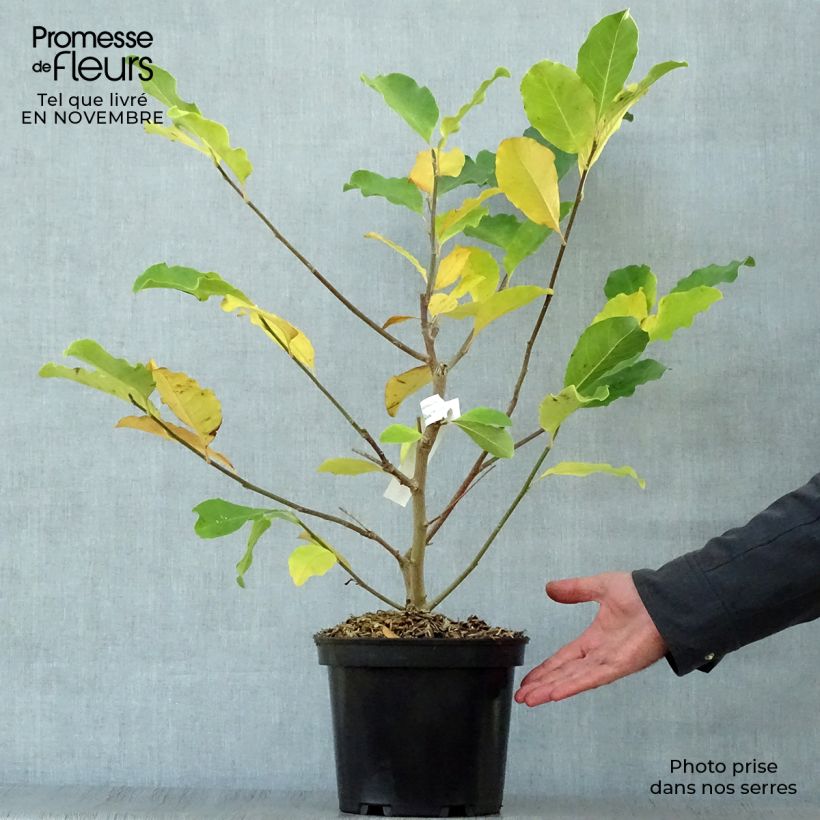 Ejemplar de Magnolia loebneri Wildcat Maceta 4L/5L entregado en otoño