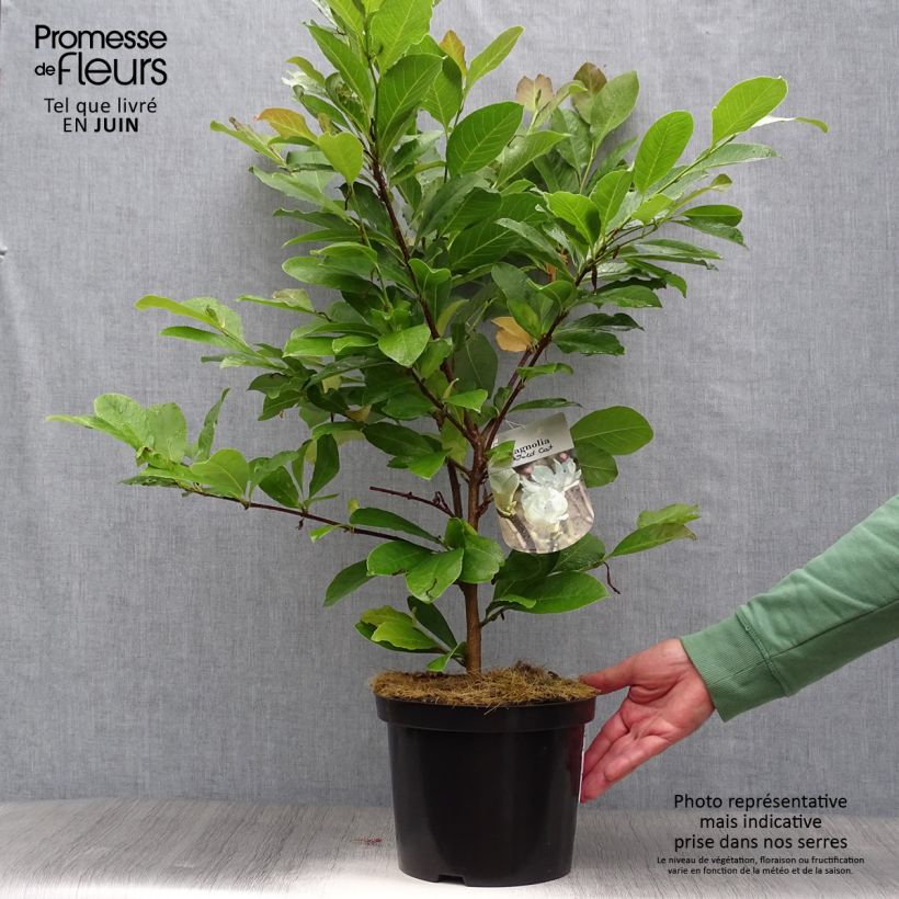 Ejemplar de Magnolia loebneri Wildcat Pot de 4,5L entregado en verano
