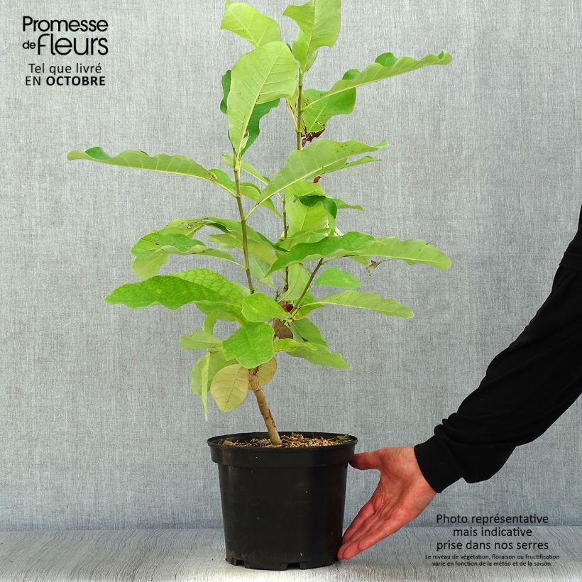 Ejemplar de Magnolia officinalis var. biloba Maceta 4L/5L entregado en otoño