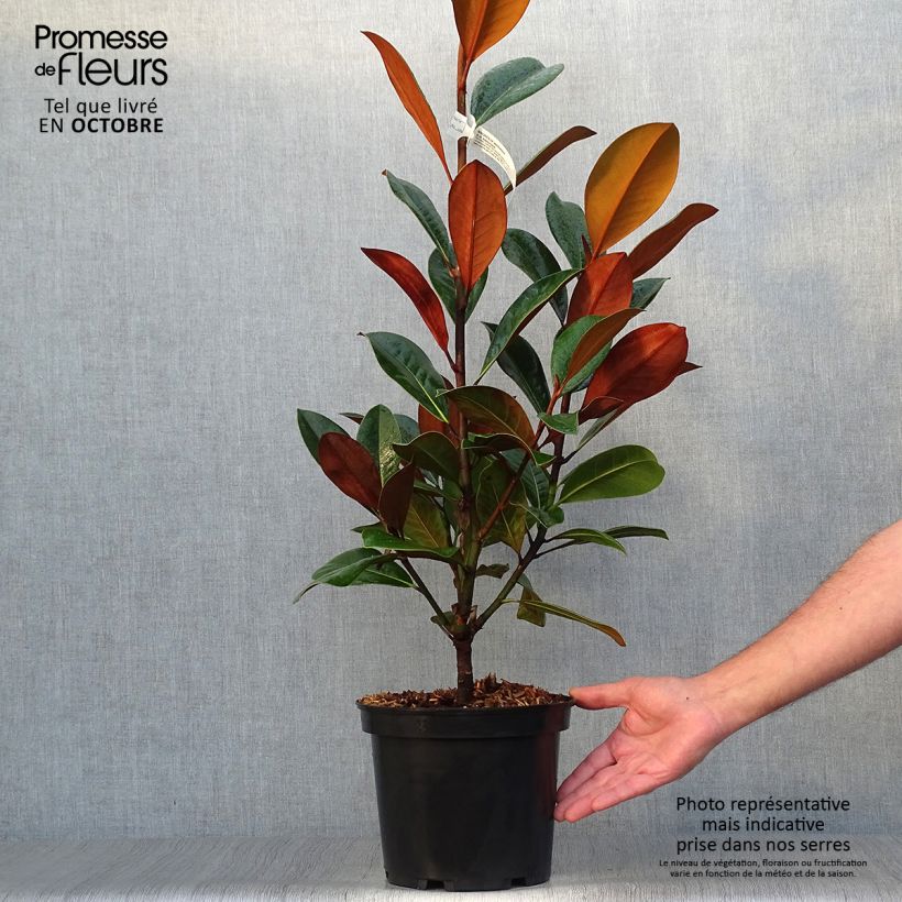 Ejemplar de Magnolia grandiflora D.d. blanchard Maceta 4L/5L entregado en otoño