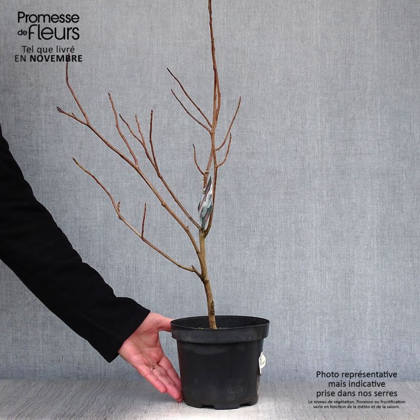 Ejemplar de Magnolia sieboldii - Magnolia de Siebold Maceta 3L/4L entregado en otoño