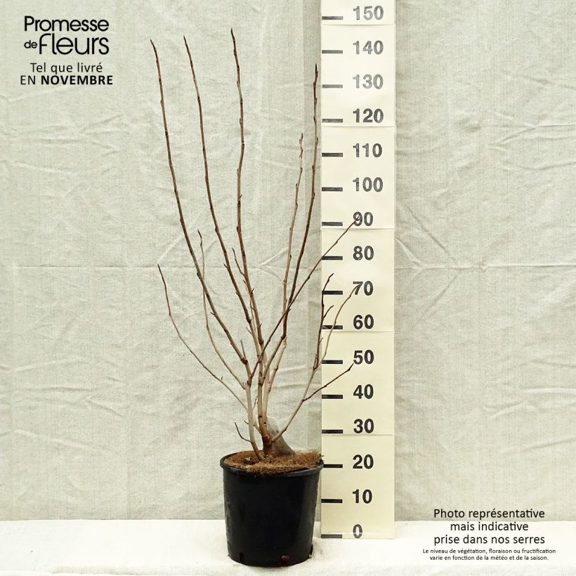 Ejemplar de Magnolia sieboldii - Magnolia de Siebold Maceta 12L/15L entregado en otoño