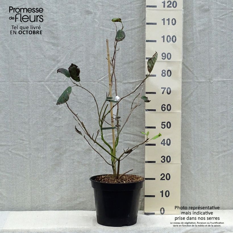 Ejemplar de Magnolia sieboldii Colossus Maceta 12L/15L entregado en otoño